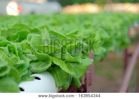 Organic Hydroponic Vegetable Farm Concept