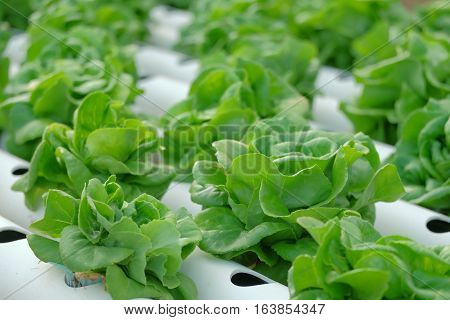 Organic hydroponic vegetable farm healthy vegetable hydroponic conceptagricultural industry concept.