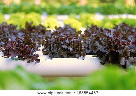 Organic Hydroponic Vegetable Farm Concept