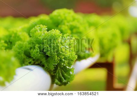 Organic Hydroponic Vegetable Farm Concept