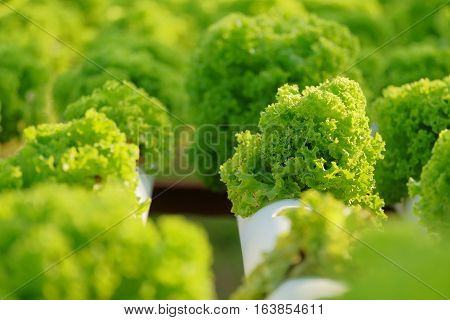 Organic Hydroponic Vegetable Farm Concept