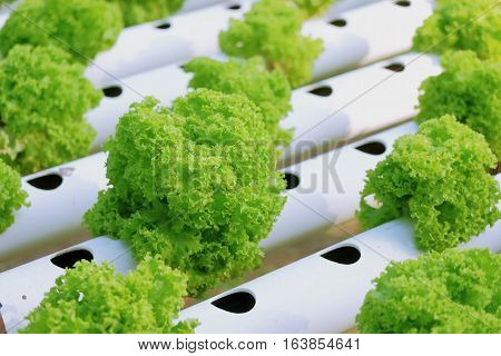 Organic Hydroponic Vegetable Farm Concept