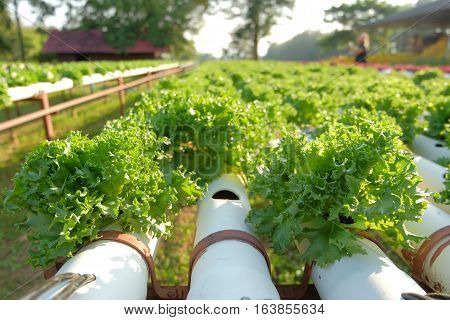 Organic Hydroponic Vegetable Farm Concept