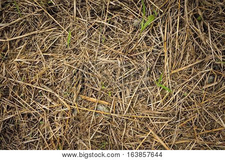 Dry chaff for animal fodder photo taken in Semarang Indonesia java
