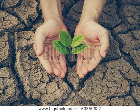 Love and protect nature. Hands holding a tree growing on cracked ground. Save the world. Environmental problems. Growing tree.