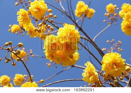 Cochlospermum regium / Yellow flower with blue sky background