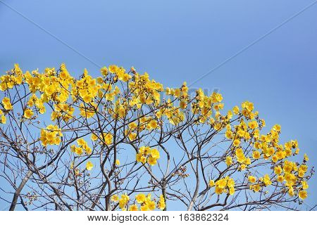 Cochlospermum regium / Yellow flower with blue sky background