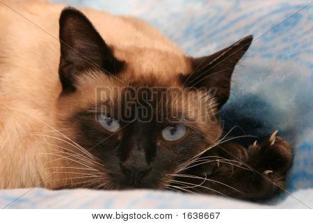 Siamese katt
