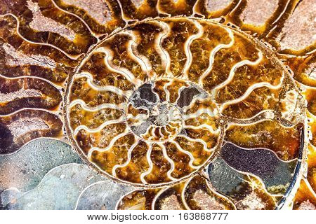 Beautiful background from mollusc of Ammonite Nautilus marine mollusc in spiral shape symbol of family happiness wealth and eternity