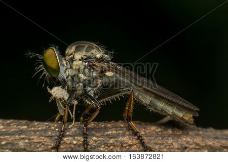 Macro Of Fly (robber Fly, Asilidae, Predator) Insect