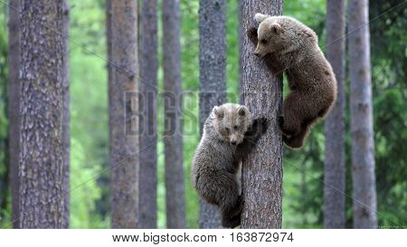 Two European brown bear (Ursus arctos) cubs climbing pine tree in taiga forest Martinselkonen Finland June
