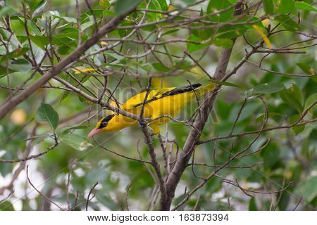 Bird (black-naped Oriole) On A Tree
