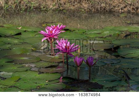 Lotus Flower (lotus Or Nelumbo)