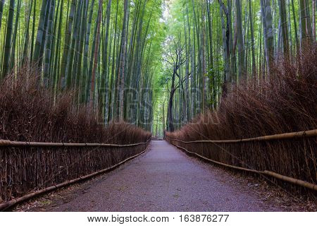 Arashiyama Bamboo Forest In Kyoto Japan. Beautiful Bamboo Background With Natural Scene.