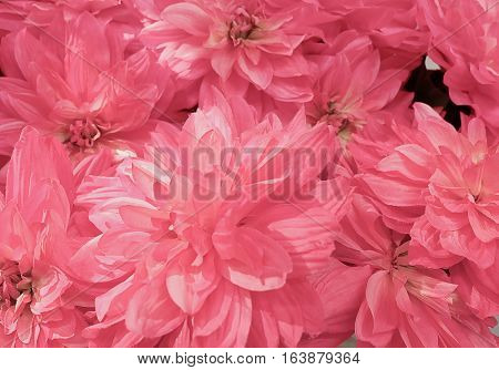 Background of Pink Artificial Aster Flowers for Home and Building Decoration.