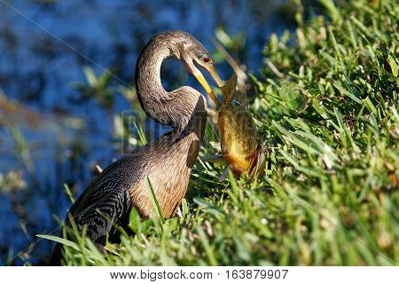 Anhinga (Anhinga anhinga) eating fish on a grass