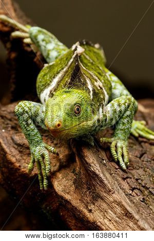 Fijian Crested Iguana (brachylophus Vitiensis) On Viti Levu Island, Fiji