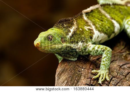 Fijian Crested Iguana (brachylophus Vitiensis) On Viti Levu Island, Fiji