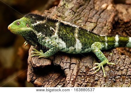 Fijian Crested Iguana (brachylophus Vitiensis) On Viti Levu Island, Fiji