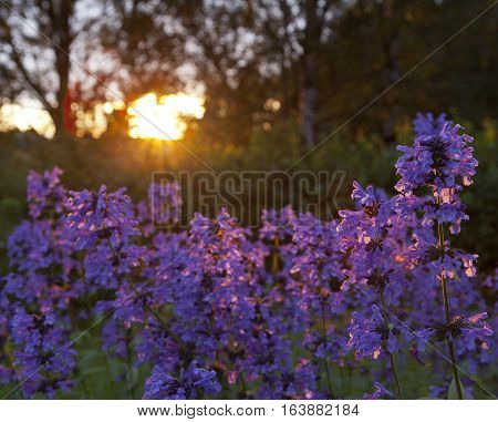 Purple flowers in closeup, macro and backlight. Common flower in the garden and park.