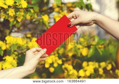 Hand give money in red envelopes - ang pow or red packet to someone for Chinese New Year / Tet Holiday on nature yellow flowers background - Hoa Mai tree (Ochna Integerrima)