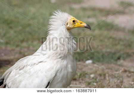 Egyptian Vulture, Neophron percnopterus. It is a small Old World vulture and the only member of the genus Neophron