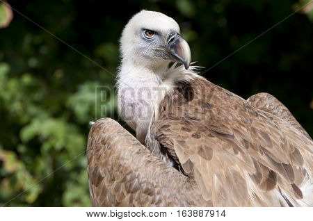 Griffon Vulture, Gyps fulvus. It is a large Old World vulture in the bird of prey family Accipitridae