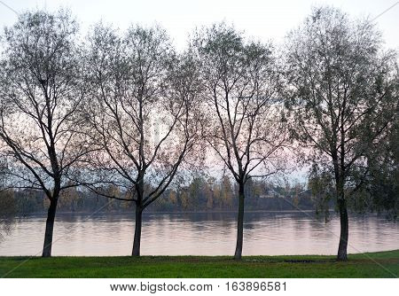 Bushes on the bank of the Neva river at sunset Russia.