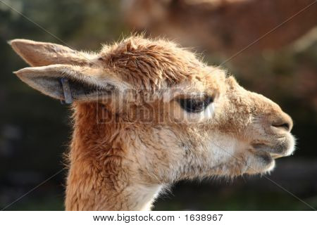 Guanaco