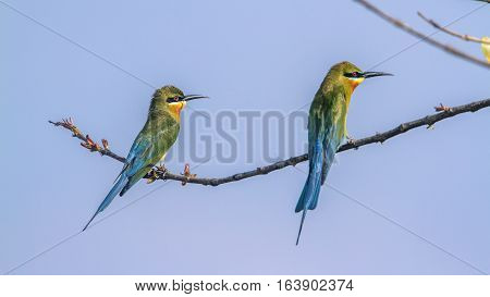 Blue-tailed bee-eater in Arugam bay lagoon, Sri Lanka ; specie Merops philippinus family of Meropidae