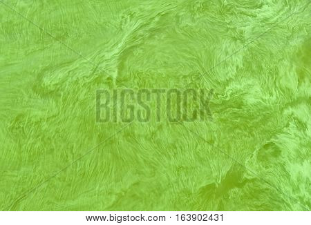 Surface of big Ukrainian river Dnepr covered by Cyanobacterias as a result of hot summers.