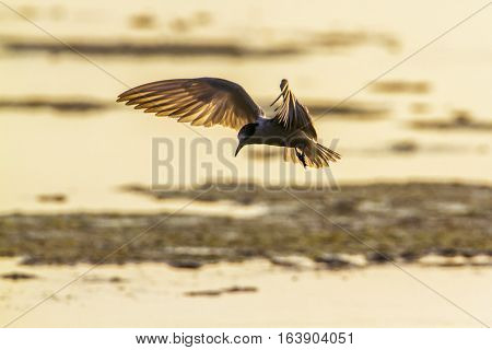 Whiskered tern in Arugam bay lagoon, Sri Lanka ; specie Chlidonias hybrida family of Laridae