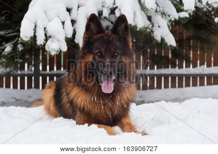 German shepherd lying on the snow and guarding the house