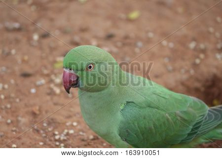 Green parrot's desperate look for having its food
