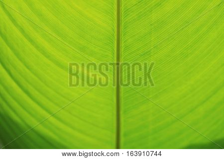 background closeup detail of fresh green banana leaf