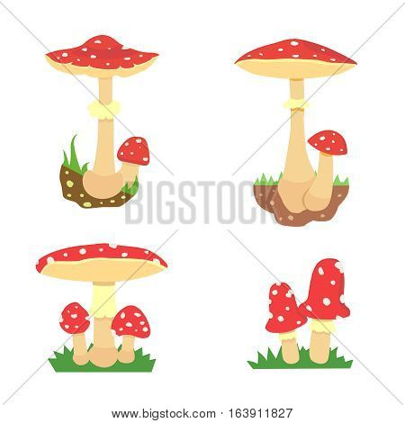 Amanita poisonous mushroom, isolated amanita on white background illustration