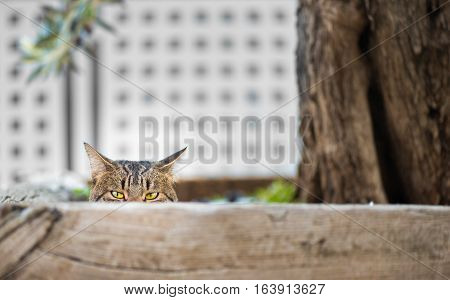 Cat hidden behind a fence looking at camera