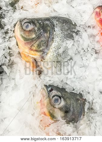 Fresh Water Pomfret Fish