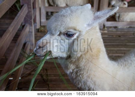 Alpaca stay in farm and alpaca eating grass.
