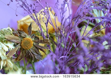 Desiccated Wildflowers.