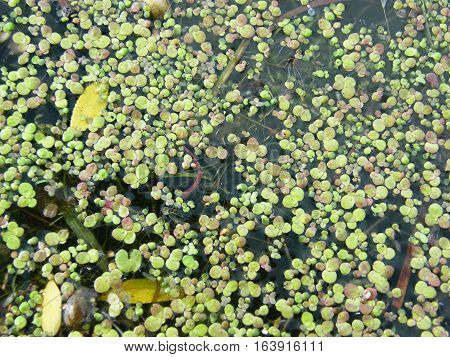 Duckweed flowers floating on the water surface.