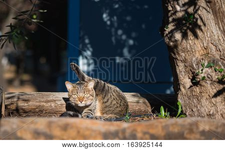 a Funny cat. The extraordinary ninja cat