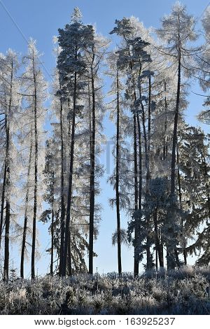 Frostbitten row of trees larch trees blue sky. Forest.
