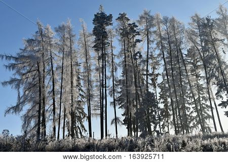Frostbitten row of trees larch trees blue sky. Forest.