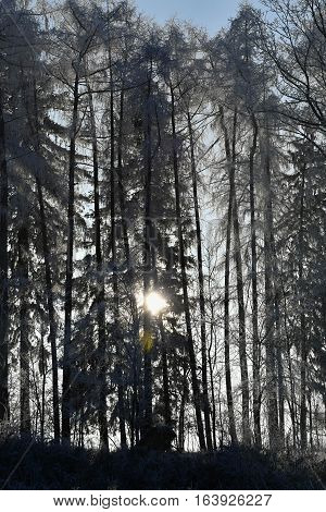 Frostbitten row of trees larch trees the trees shines the sun blue sky. Forest.