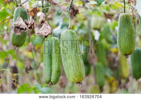 Luffa Gourd Plant In Garden, Luffa Cylindrica.