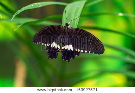 Common Mormon Butterfly (papilio Polytes)