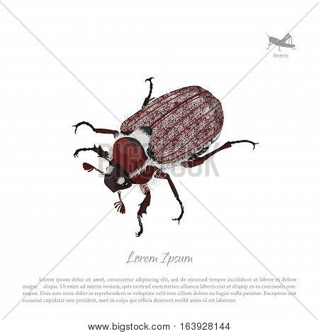 Brown chafer on a white background. Image of garden pests. Vector illustration