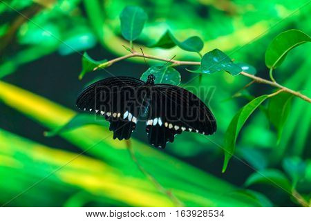 Common Mormon Butterfly (papilio Polytes)
