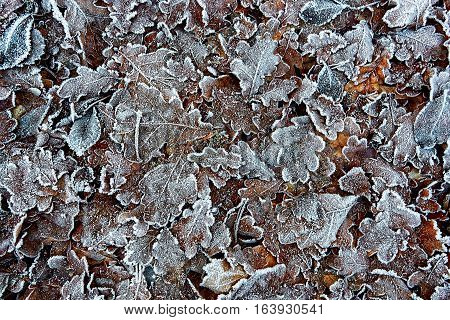 Frozen brown blue red and green leaves on ground